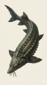 鳋鱼